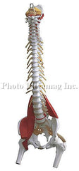 spine model lumbar anatomy