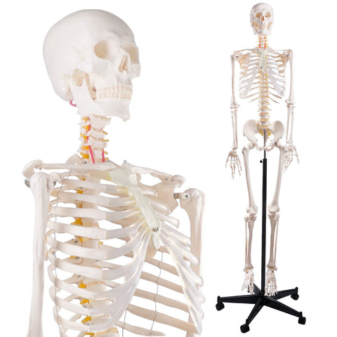 spine ribcage model