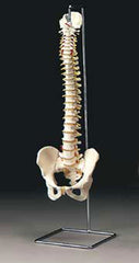 Spine 29" Spine  Or 18"  Spine Model With Femur Heads