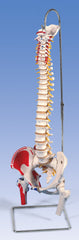Spine Flexible With Femur Heads Printed Muscles