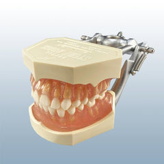 teeth extraction practice model
