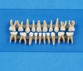Replacement Primary Teeth For Typodonts