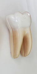 molar tooth model