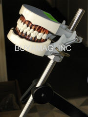 Dental Hygiene Training Typodont & Articulator 32 Teeth Model