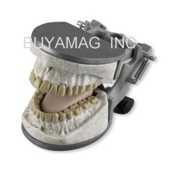 replacement dental x-ray radiopaque model typodont