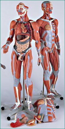 anatomical models