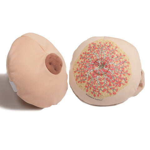 breast structure self examination model