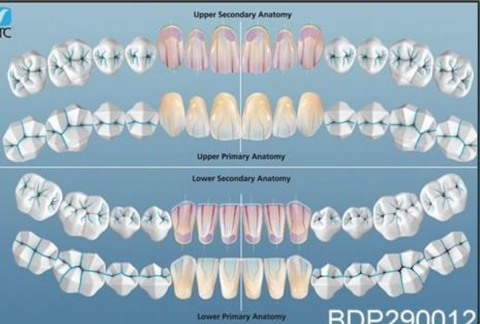 Dental Posters Charts