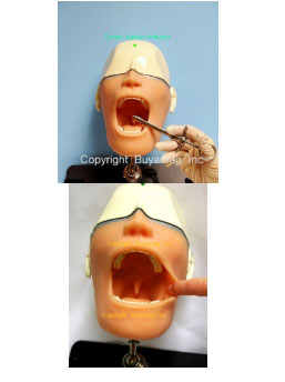  Dental Oral Anesthesia Simulator Model 