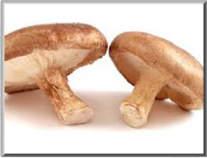 commercial humidifiers mushrooms growing