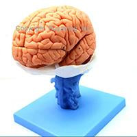 human brain anatomical model