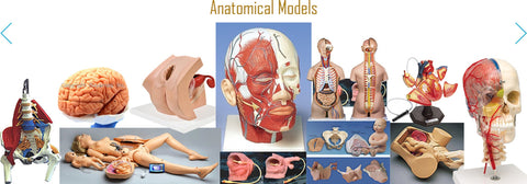 anatomical models manikin simulators phantoms training practice education