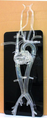heart cathererization manikin model