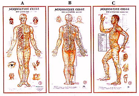ACUPUNCTURE MODELS & CHARTS