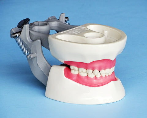 Child Dental Manikins Simulators Models