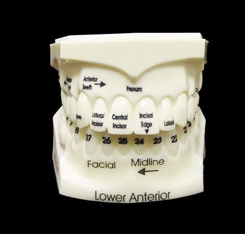 Teeth Oral Orientation Education Model