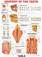dental wall charts posters