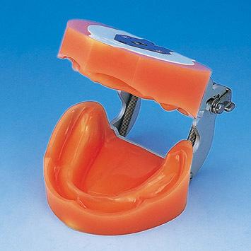Dental Impression Techniques Training Model