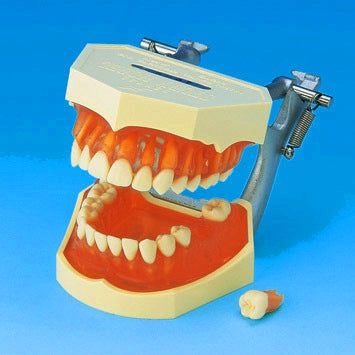 Tooth Extraction Manikin Model Simulator