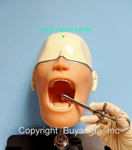 dental model