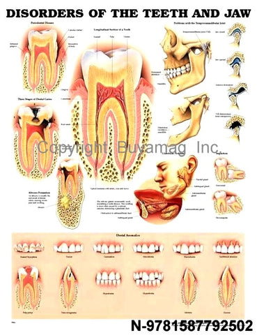 Dental posters charts 