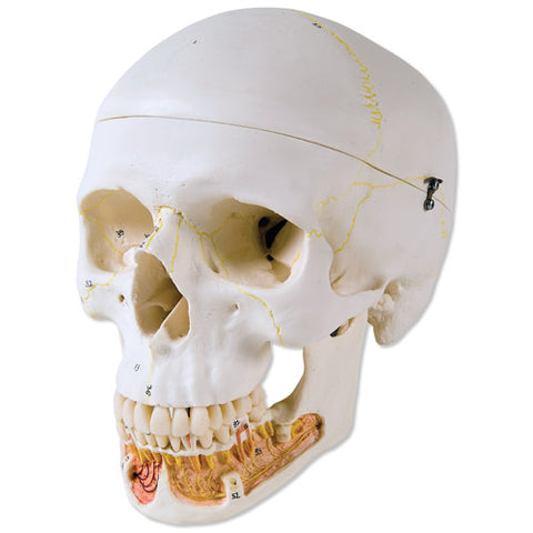 Skull Brain Skull & Cervical Head Neck Model