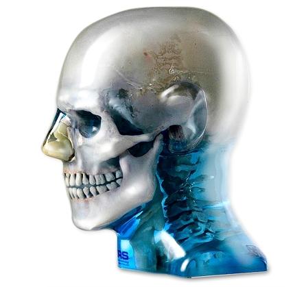 dental x-ray examination manikin head