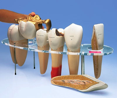 Dental Morphology All Human Tooth Type Models