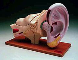 Ear Nose Esophagus Thyroid