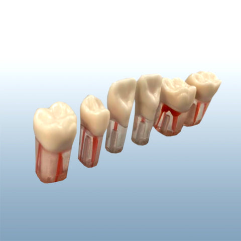 endodontic teeth dental model