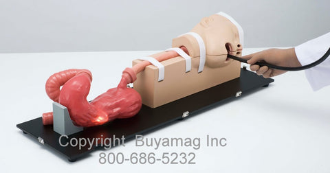 Endoscopy Simulators Manikin