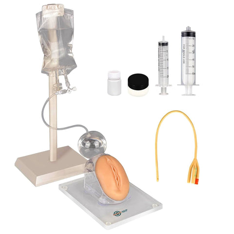 urinary catheterization simulator model catheter insertion placement