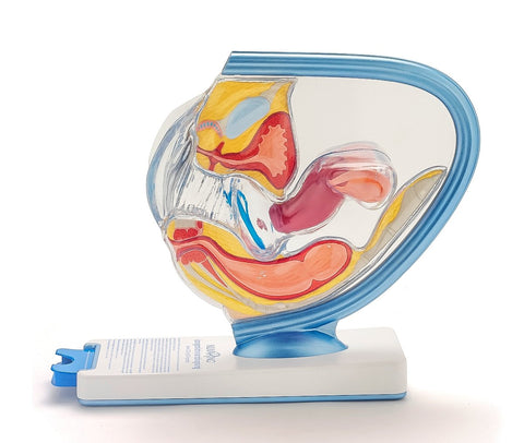 Birth Control Safe Sex