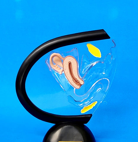 contraceptive birth control model