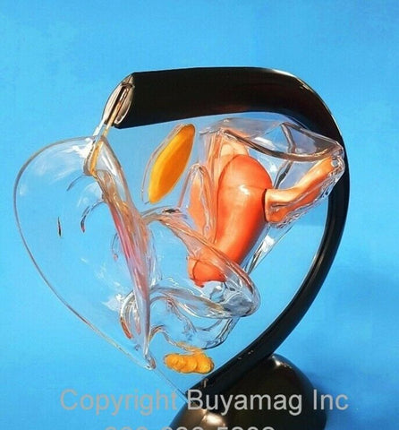 Birth Control Safe Sex Models