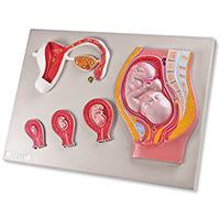 female reproductive organs anatomical models