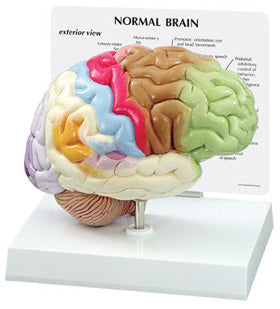 Brain Models