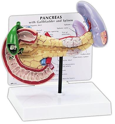 anatomical models pancreas