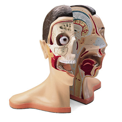 Dental Head Models Skull Model for dental Education With Veins Nerves Arteries Oral Dentition Larynx Model