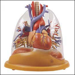 Lungs Models Respiratory System Bronchi Model Pulmonary