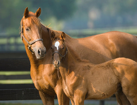 Horse Supplements Story