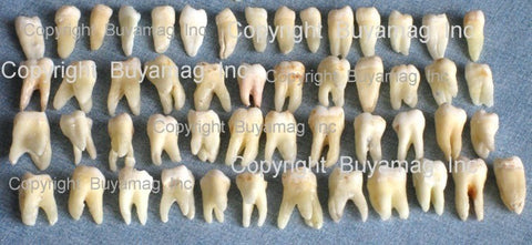 Real Human Teeth