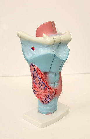 larynx model