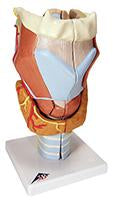 Larynx Thyroid Nose Esophagus Models