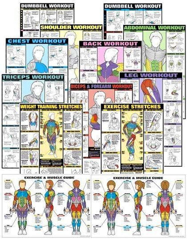 weightlifting bodybuilding exercise training posters