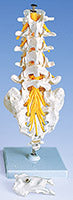 Cervical Lumbar Thoracic Models