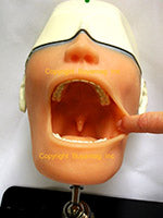 Dental Oral Anesthesia Simulator Tooth Extraction