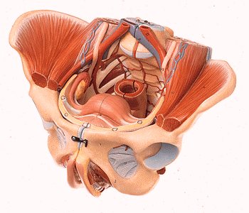 female pelvis model