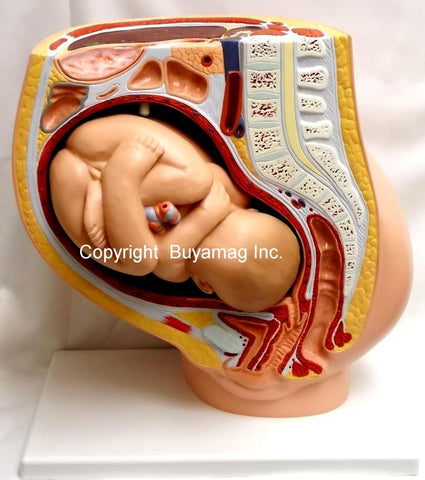 Gynecological Obstetric Woman Reproductive Childbirth Models