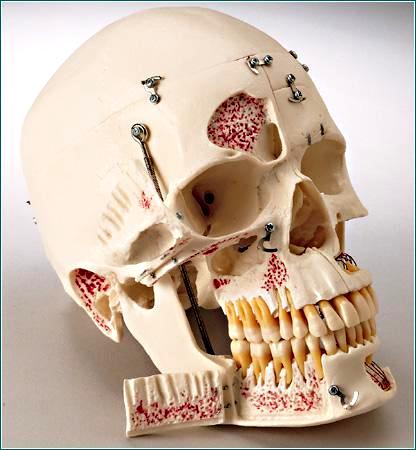 dental skull model